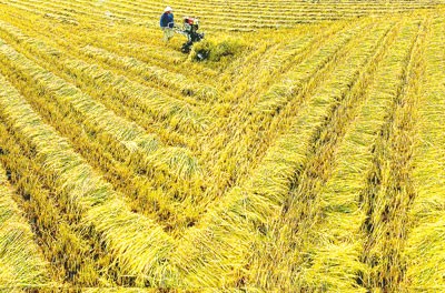 Harvesting of summer-autumn rice in the Mekong Delta (Photo: SGGP)